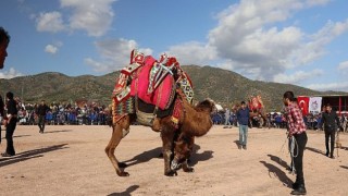 Bayındır Elifli Mahallesi Deve Güreşi Şenliği Yapıldı
