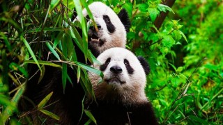 BBC Türksat’ın KabloTV Platformuyla Anlaştı!