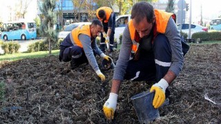 Büyükşehir, 120 Bin Lale Soğanı Dikti