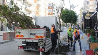 Büyükşehir Kuruyan Ağaçların Yerine Yenilerini Dikti