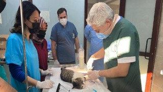 Büyükşehir patili dostlara umut oluyor