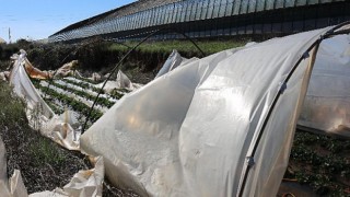 Zarar gören seralarda hasar tespit çalışması yapılıyor