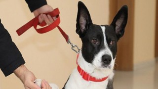 Büyükşehir Belediyesi Yasak Irkları Ücretsiz Kısırlaştırıyor