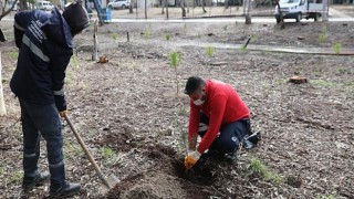 Konyaaltı Beach Park’ta ağaç dikimi