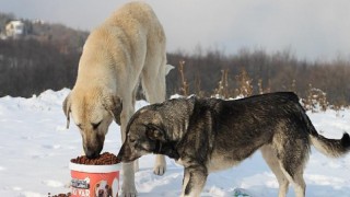 Sokak hayvanları için beslenme seferberliği