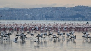 Gediz Deltası “Birding Places” Ağına Dahil Oldu