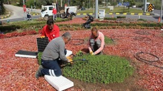 Kemer çiçekleriyle göz kamaştıracak