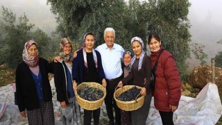 Büyükşehir’den Milas Zeytininin geliştirilmesi ve yaygınlaştırılmasını sağlayacak hamle
