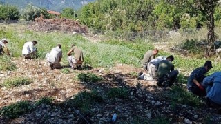 Kemer’deki Lavanta Bitkileri Kendini Göstermeye Başladı