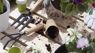 Koçtaş Uzmanları Yanıtlıyor: Saksı Değişimi Nasıl Yapılır