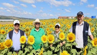 Sarıya boyanan ayçiçeği tarlaları hasat için gün sayıyor