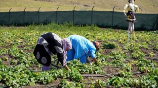 Keçiören’de Mahsuller Hasat Ediliyor