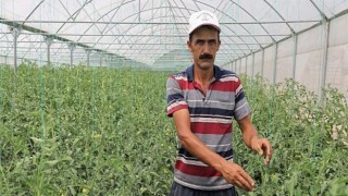 Kocaeli Büyükşehir’in kurduğu modern seralardaki verim üreticiyi sevindirdi