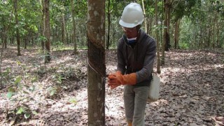 Michelin, Royal Lestari Utama’nın (RLU) Yüzde 51’ini Daha Satın Aldı