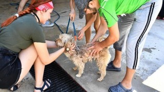 Patilere el verdiler