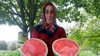 Ata tohumundan üretilen sebzelerin hasadı yapıldı