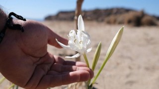 Ayvalık’ın kum zakkumlarında çiçek zamanı