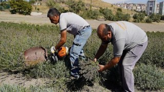 Keçiören’de lavantalar hasat edildi
