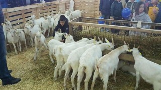 Mustafakemalpaşa’da koyun keçi ekipmanları tanıtım festivali hazırlıkları başladı