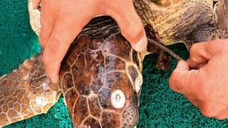 Halata Takılan Caretta Kurtarıldı