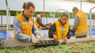Aydın Büyükşehir Belediyesi Aydın’ı Renklendiren Çiçekleri Kendi Üretiyor