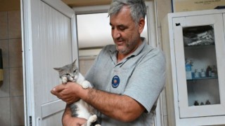 Evcil hayvanlarda çip dönemi