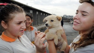 2022'de 4 bin 700 sokak hayvanı sıcak yuvaya kavuştu