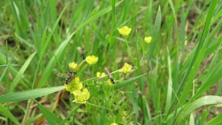 Buğdaya Zarar Veren Ekin Saparılarıyla Nasıl Mücadele Edilir?