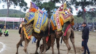 Burhaniye Pelitköy Deve Güreşleri Başlıyor