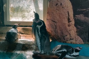 Hayvanat bahçesinde tutsak edilen penguenler de kuş gribinden öldü