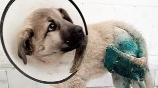 HRÜ Hayvan Hastanesi’nden Köpeklerin Uzun Kemik Kırıklarına Yeni Yaklaşım
