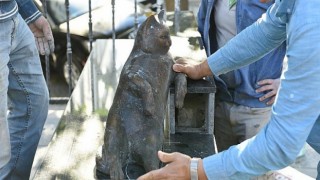 Kadıköy’ün Kedisi Tombili Yuvasına Döndü