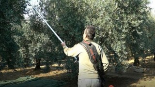 Mustafakemalpaşa’da Zeytin Hasadı Mesaisi Süsüyor