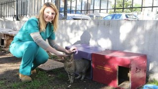 Bayraklı Belediyesi can dostları unutmadı