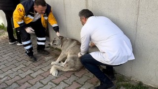 Bayrampaşa&#39;da Köpekler Çok Sağlıklı