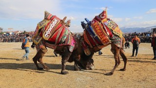 Burhaniye'de Zeytin Hasat Festivali ve Deve Güreşleri Başlıyor