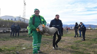 Ekili arazilere zarar veren koyunlara zabıta müdahale etti