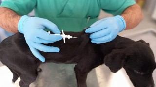 İzmir&#39;de 32 bin sokak köpeğine mikroçip takıldı
