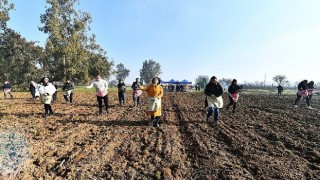 İzmir&#39;de Yaşar Üniversitesi öğrencileri karakılçık ekiminde