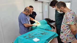 Osmangazi Belediyesi: 7 bin 87 can dost şifa buldu