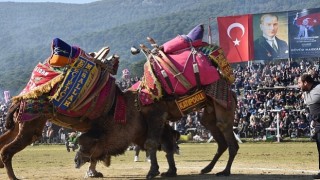 Pehlivan develer Torbalı Arenasına inecek