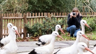 Rusya&#39;dan Ormanya&#39;ya düşkün leylekler için geldi