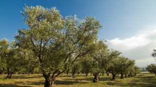 TEMA Vakfı 2022'nin Çevre Olaylarını Değerlendirdi