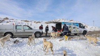 Van Büyükşehir Belediyesi Soğuk Kış Günlerinde Sokak Hayvanlarını Yalnız Bırakmıyor