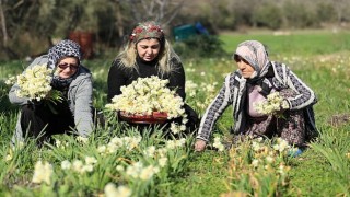 Nergis hasadı yüzleri güldürdü