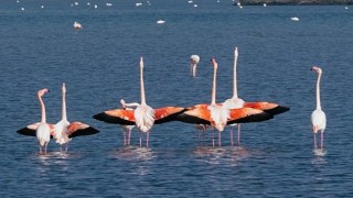 Gediz Deltası nda kuş gözlem yürüyüşü