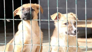 7 Bin 63 Sokak Hayvanına Tedaviye Yönelik İşlem Yapıldı