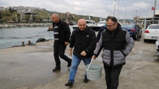 Gebzeli balıkçıların ağına takılan kalkan balığı tekrar denize salındı