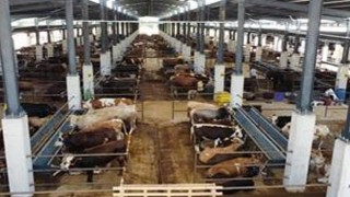 İnegöl Hayvan Pazarında Kotra Satışı Devam Ediyor