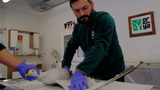 Yaralı martıya Büyükşehir şefkati